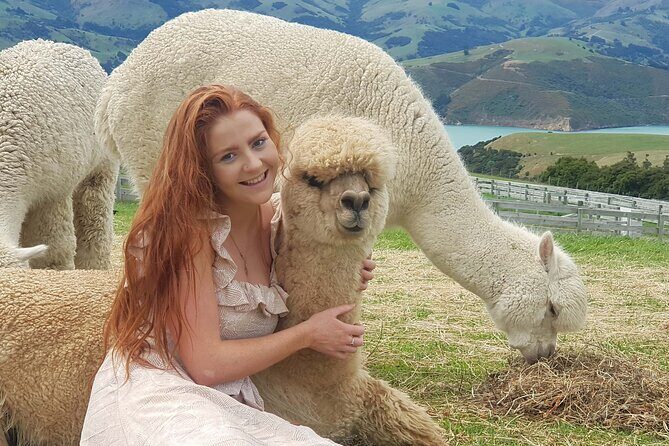 Shamarra Alpaca Farm Tours - The Experience from Visitors’ Perspectives