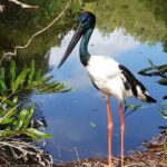 Shared Shuttle Return Transfers (ex Port Douglas) Transfers Only - The Itinerary: What You Can Expect