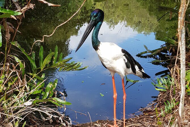 Shared Shuttle Return Transfers (ex Port Douglas) Transfers Only - The Itinerary: What You Can Expect