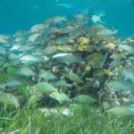 Shared Sky Snorkeling in Cozumel - Snorkeling Equipment and Amenities