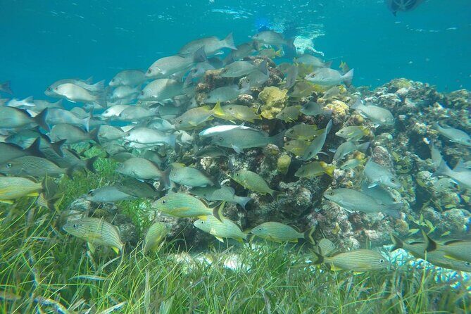 Shared Sky Snorkeling in Cozumel - Snorkeling Equipment and Amenities