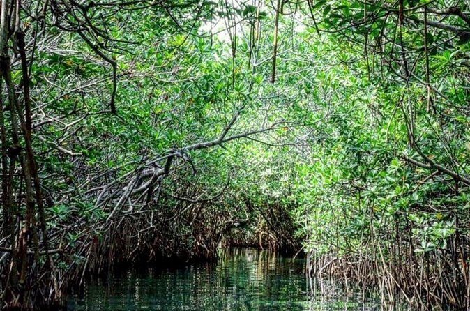 Shared Speedboat and Snorkeling Adventure in Cancun - The Sum Up