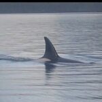 Shared Whale and Wildlife Viewing - Final Thoughts