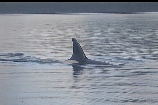 Shared Whale and Wildlife Viewing - Final Thoughts