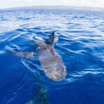 Shark Cage Diving In Oahu - The Pros: Why This Tour Gets Great Reviews