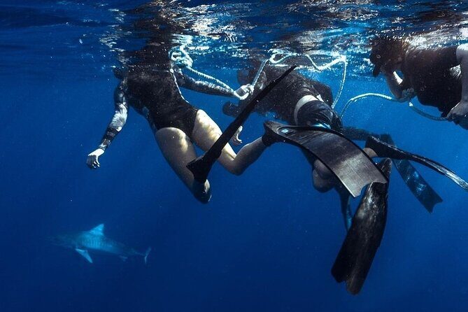 Shark Dive Private Charter No Cage - The Value of a Private Tour