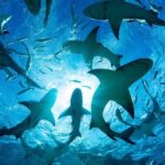 Shark-Dive Tour on Oahu's North Shore - Pricing and Value