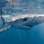 Shark Safari in San Jose del Cabo - The Itinerary Breakdown