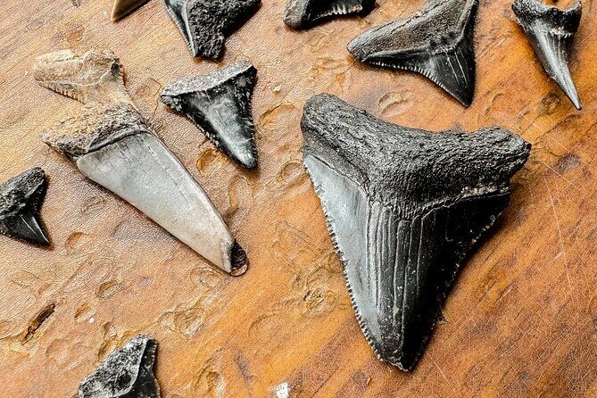 Shark Tooth and Shell Hunting Tour in Charleston, SC - What the Reviews Say (Based on Feedback)
