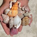 Shell Key Shelling Tour Discover Unique Treasures - St. Pete, FL - What Makes This Tour Stand Out?