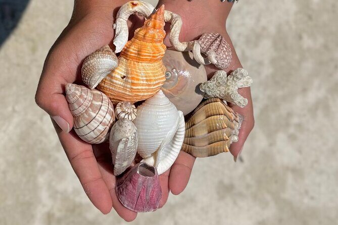 Shell Key Shelling Tour Discover Unique Treasures - St. Pete, FL - What Makes This Tour Stand Out?