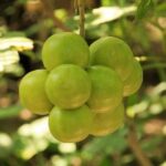 Shore Excursion Authentic Rural Mexican Experience - Real Traveler Insights and Experiences