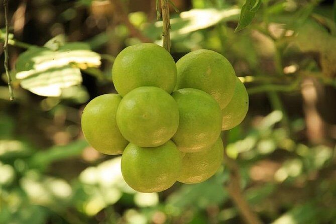 Shore Excursion Authentic Rural Mexican Experience - Real Traveler Insights and Experiences