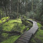 Shore Excursion - Cradle Mountain Shuttle Bus from Burnie - The Practicalities: Transport, Duration, and Cost