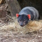 Shore Excursion: Hobart's Best In Half A Day - Who Should Consider This Tour?