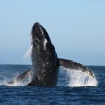 Sighting whale tour in Los Cabos - What’s Included and What You Should Know