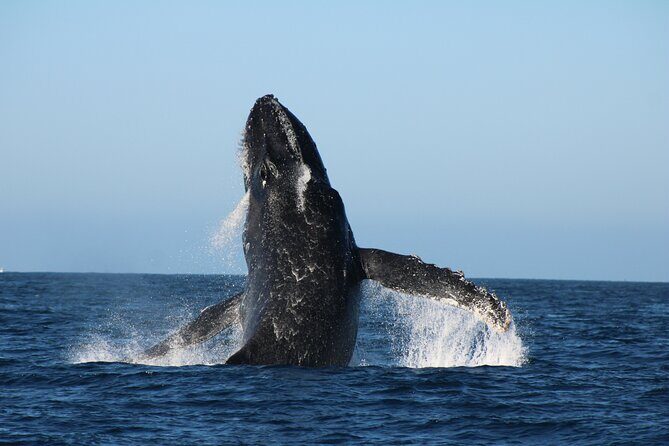 Sighting whale tour in Los Cabos - What’s Included and What You Should Know