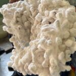 Silkworm and Maguey in the Sierra Norte - Who Will Love This Tour?