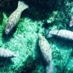 Silver Springs: Clear Kayak Manatee Season Tour - Price & Value: Is It Worth It?