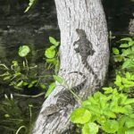 Silver Springs: Guided Clear Kayak or Paddleboard Gator Tour - Why Guides Make a Difference