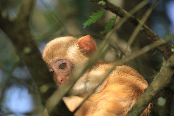 Silver Springs Manatee Kayak Tour - An In-Depth Look at the Silver Springs Kayak Experience