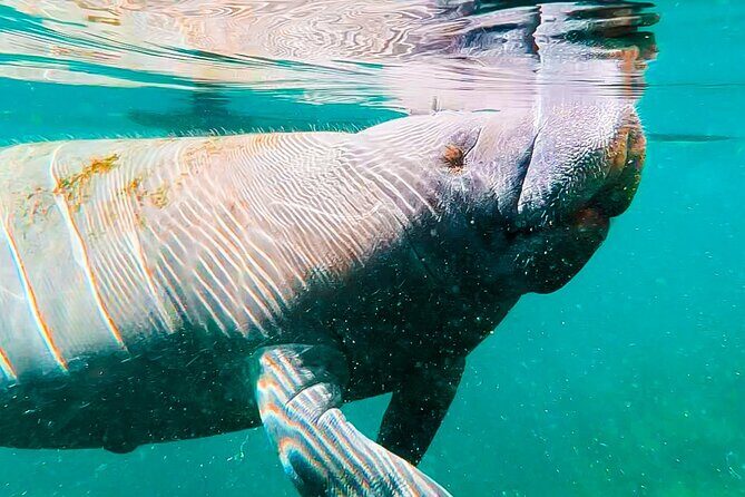 Silver Springs Paddle Adventure - The Value of the Experience