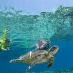 Silverswift Dive and Snorkel Great Barrier Reef Cruise - The Bottom Line