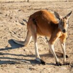 Sip and Animal Safari Experience in Fredericksburg - Why This Experience Could Be Perfect for You