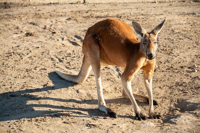 Sip and Animal Safari Experience in Fredericksburg - Why This Experience Could Be Perfect for You