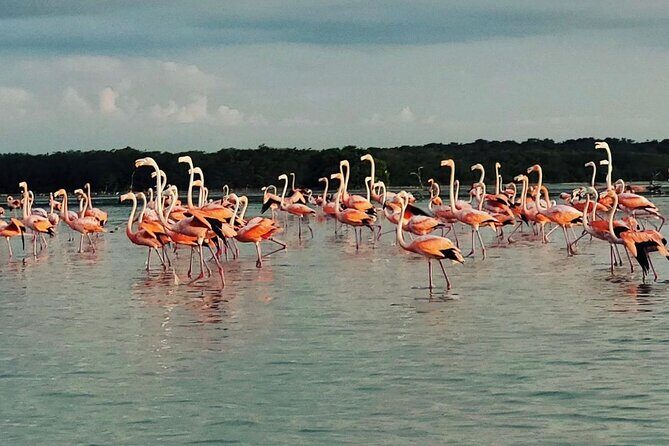 Sisal & Mangroves Kayak Tour from Merida - Authentic Traveler Insights
