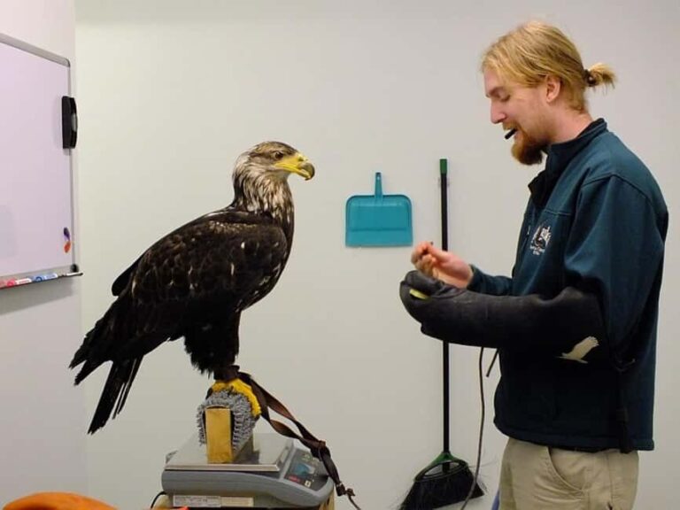 Sitka: Alaska Raptor Center Admission Ticket - What to Expect from Your Visit