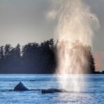 Sitka: Premiere Whale Watching and Wildlife Tour - The Value of the Tour