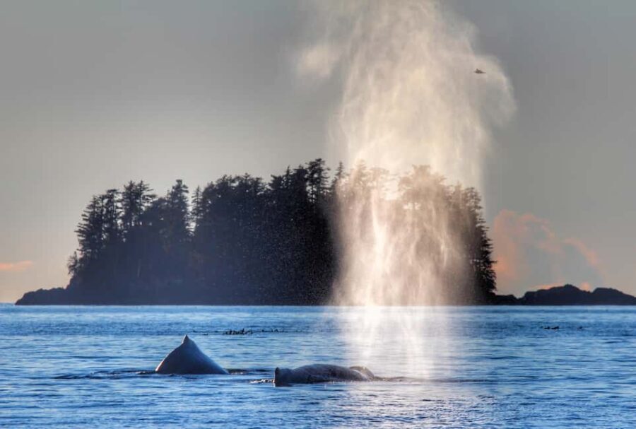 Sitka: Premiere Whale Watching and Wildlife Tour - The Value of the Tour