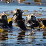 SITKA: PRIVATE WILDLIFE PHOTO-SAFARI & BEACHCOMBING CRUISE - What to Expect on the Tour