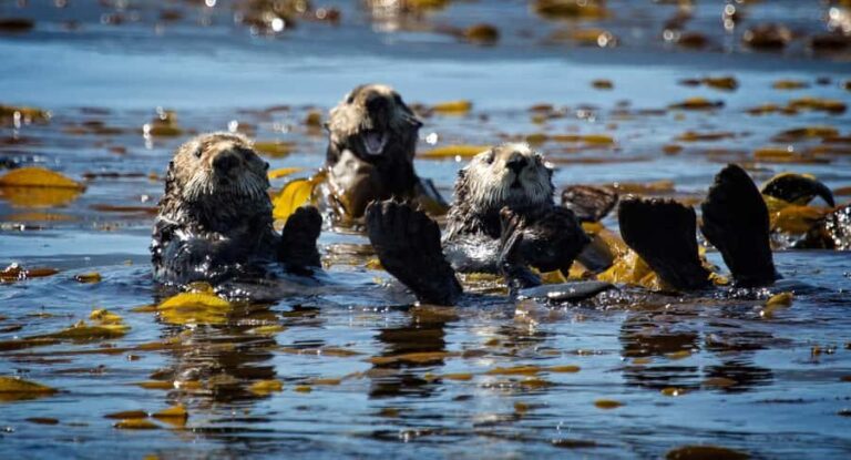 SITKA: PRIVATE WILDLIFE PHOTO-SAFARI & BEACHCOMBING CRUISE - What to Expect on the Tour