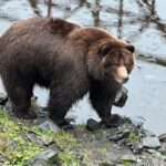 Sitka Scenic Private Tour - Who Is This Tour Best For?