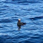 Sitka Sea Birds & Marine Life Private Charter Scenic Eco-Tour - FAQs