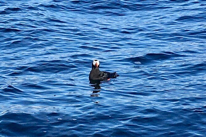Sitka Sea Birds & Marine Life Private Charter Scenic Eco-Tour - FAQs