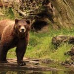 Sitka Shore Excursion: Bears, Raptor Center, & Totem Park Tour (Small Group) - Practical Considerations