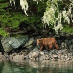 Sitka Whale Watch and Sea Otter Quest - Who Should Consider This Tour?