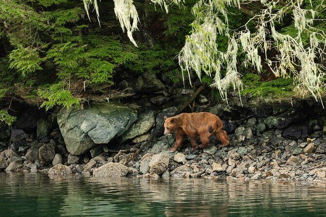 Sitka Whale Watch and Sea Otter Quest - Who Should Consider This Tour?