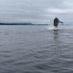 Sitkas Private Wildlife Whale Adventure for 6 w/Transportation - How the Tour Is Structured