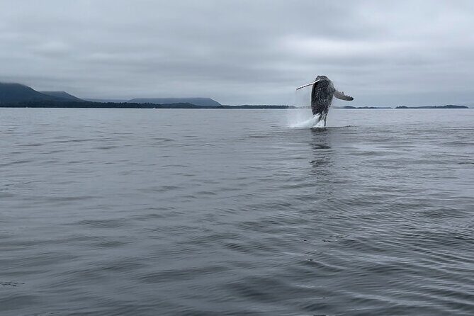 Sitkas Private Wildlife Whale Adventure for 6 w/Transportation - How the Tour Is Structured