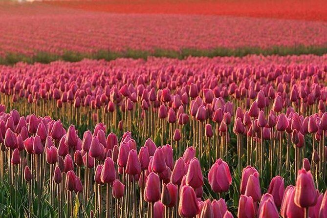 Skagit Valley Tulip Festival Day Tour from Seattle - What Travelers Are Saying
