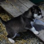 Skagway Shore Excursion: Yukon Discovery Tour - Who Should Take This Tour?