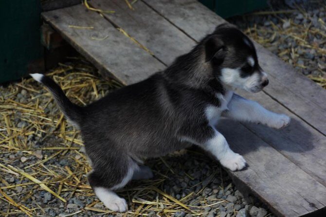 Skagway Shore Excursion: Yukon Discovery Tour - Who Should Take This Tour?