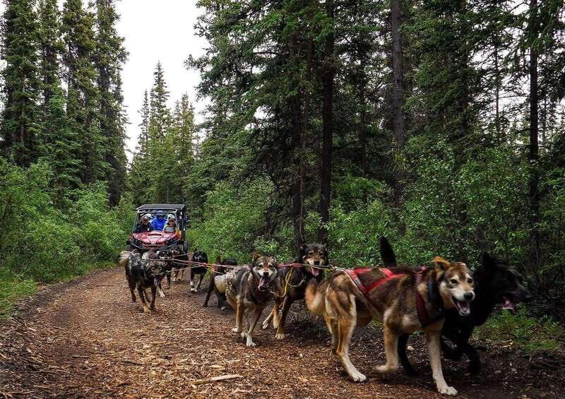 Skagway: Yukon Dog Mushing & Sightseeing Tour - What You Can Expect from the Tour