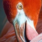 Skip the Line: Flamingo Gardens Admission Ticket in Fort Lauderdale - Who Should Visit Flamingo Gardens?