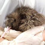 Skip the Line: Franz Josef Wildlife Center Ticket with Optional Backstage Pass - The Itinerary Breakdown