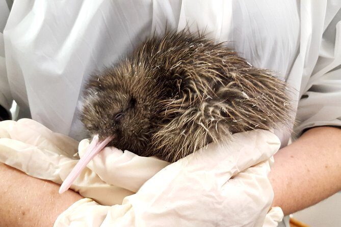 Skip the Line: Franz Josef Wildlife Center Ticket with Optional Backstage Pass - The Itinerary Breakdown